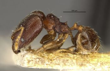 Media type: image;   Entomology 31793 Aspect: habitus lateral view